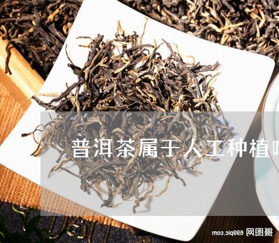 普洱茶属于人工种植吗/2023092563939