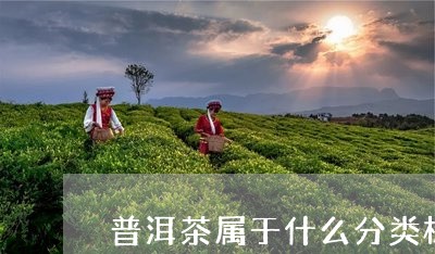 普洱茶属于什么分类标准/2023082726051