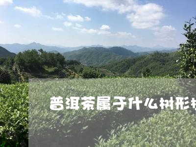 普洱茶属于什么树形植物/2023081702615