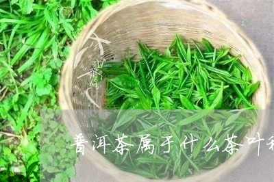 普洱茶属于什么茶叶种类图片/2023110272623