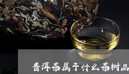 普洱茶属于什么茶树品种图片/2023110463815