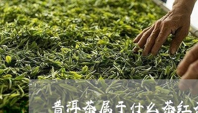 普洱茶属于什么茶红茶还是黑茶啊/2023083048471