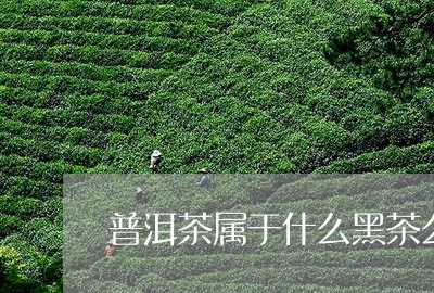 普洱茶属于什么黑茶么/2023100703947