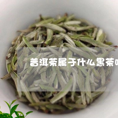 普洱茶属于什么黑茶吗/2023100781835