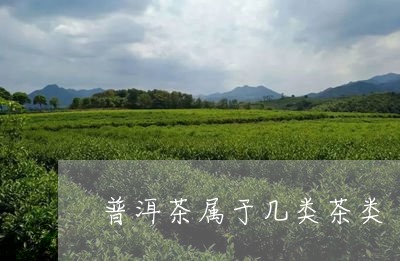 普洱茶属于几类茶类/2023070967371