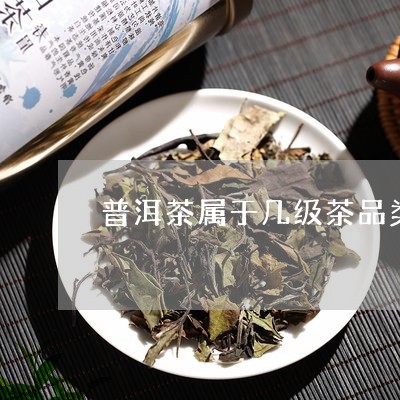 普洱茶属于几级茶品类有哪些/2023052918403