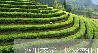 普洱茶属于化学变化吗/2023073026060