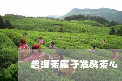 普洱茶属于发酵茶么/2023070950482