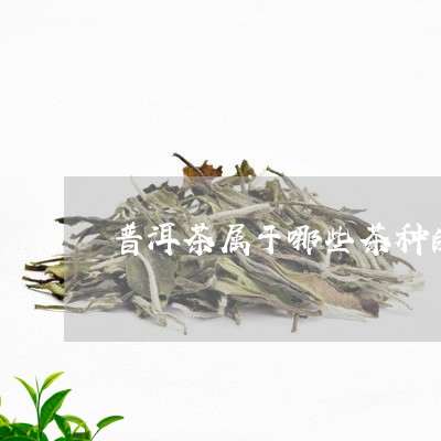 普洱茶属于哪些茶种的一类/2023110625030