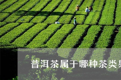 普洱茶属于哪种茶类易武古树普洱茶/2023060329504