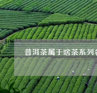 普洱茶属于啥茶系列名称/2023102539592