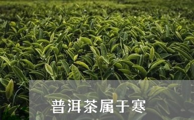 普洱茶属于寒/2023042982029