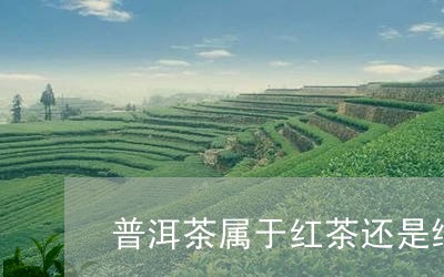 普洱茶属于红茶还是绿茶类/2023110617374