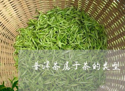 普洱茶属于茶的类型/2023091449572