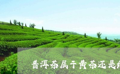 普洱茶属于黄茶还是红茶类/2023110205056