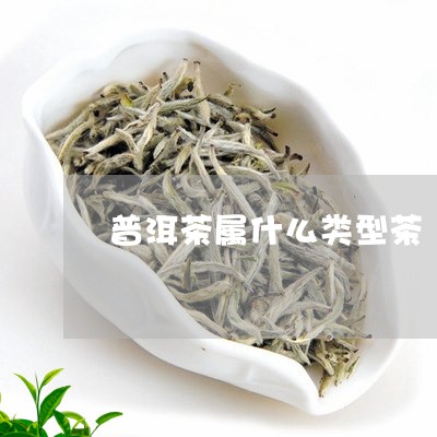 普洱茶属什么类型茶/2023091430706