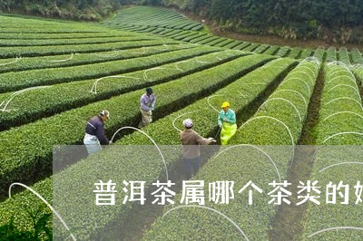 普洱茶属哪个茶类的好呢/2023103146048