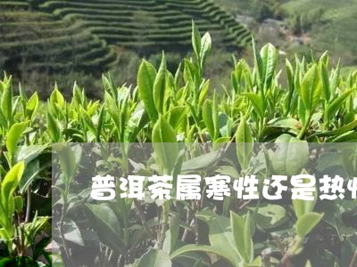 普洱茶属寒性还是热性/2023061770735