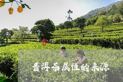 普洱茶属性的来源/2023120450504