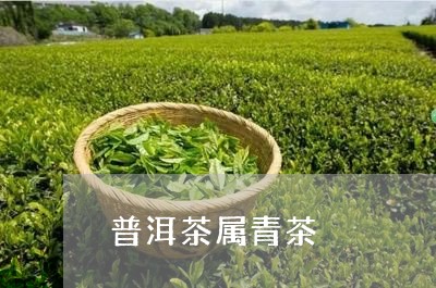 普洱茶属青茶/2023042802573