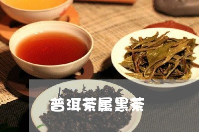 普洱茶属黑茶/2023042842628