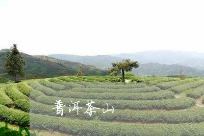 普洱茶山/2023083192916