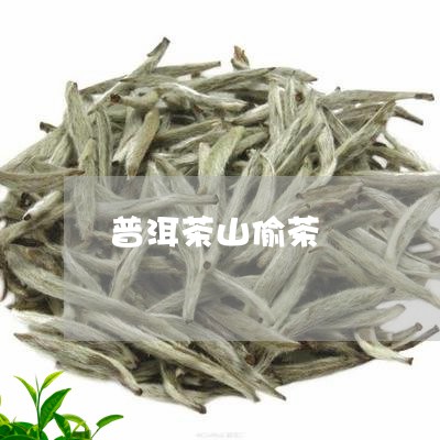 普洱茶山偷茶/2023042652369