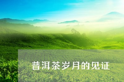 普洱茶岁月的见证/2023101676058