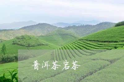 普洱茶岩茶/2023090549590