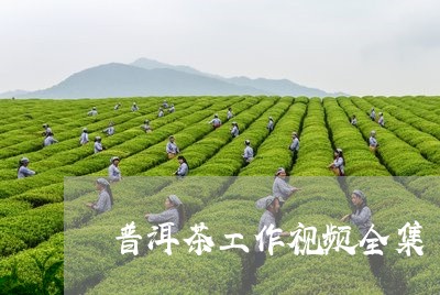 普洱茶工作视频全集/2023091403027