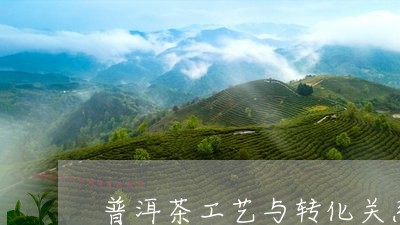 普洱茶工艺与转化关系/2023080371715