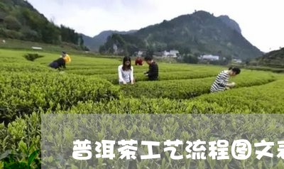 普洱茶工艺流程图文表格/2023050474726