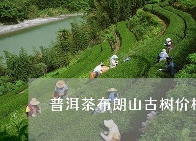 普洱茶布朗山古树价格/2023093074837