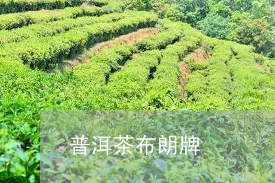 普洱茶布朗牌/2023042823334