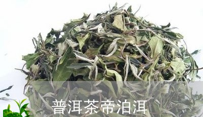 普洱茶帝泊洱/2023042578157