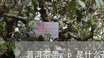 普洱茶带gp是什么茶/2023101786260