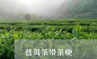 普洱茶带茶梗/2023042880799