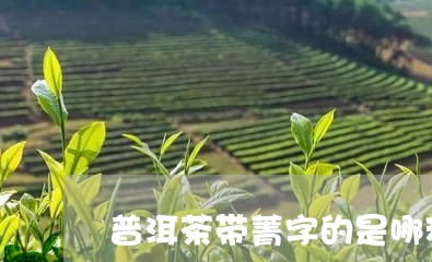 普洱茶带菁字的是哪种茶叶/2023121650602