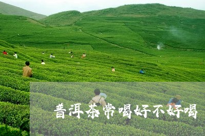 普洱茶常喝好不好喝/2023112794926