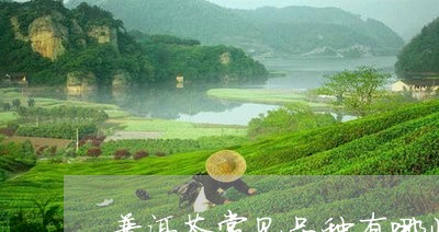 普洱茶常见品种有哪些茶/2023110649705