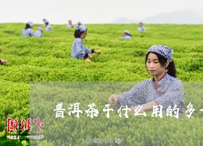 普洱茶干什么用的多一点/2023050464038