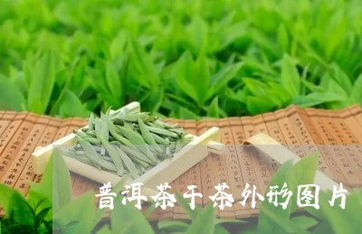 普洱茶干茶外形图片/2023091463805