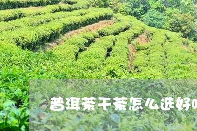 普洱茶干茶怎么选好喝/2023083029483