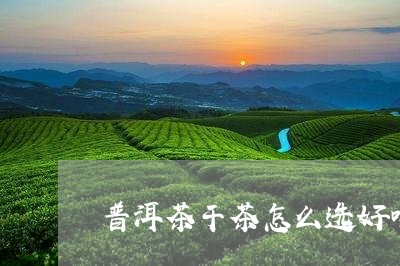 普洱茶干茶怎么选好喝/2023110617259