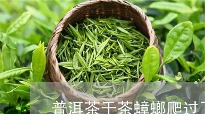 普洱茶干茶蟑螂爬过了/2023080348473