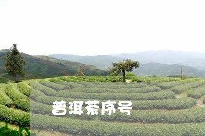 普洱茶序号/2023090598571