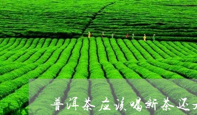 普洱茶应该喝新茶还是老茶/2023081594957