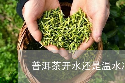 普洱茶开水还是温水冲/2023080152604