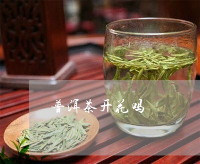 普洱茶开花吗/2023042838933