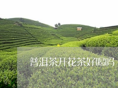 普洱茶开花茶好喝吗/2023120586162